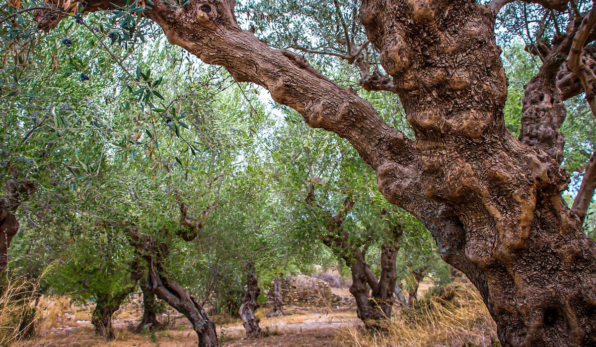 Choosing a Good Extra Virgin Olive Oil for Cooking