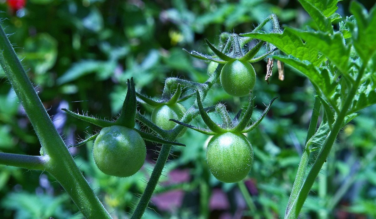 Creating a Balcony Garden for Mediterranean Herbs