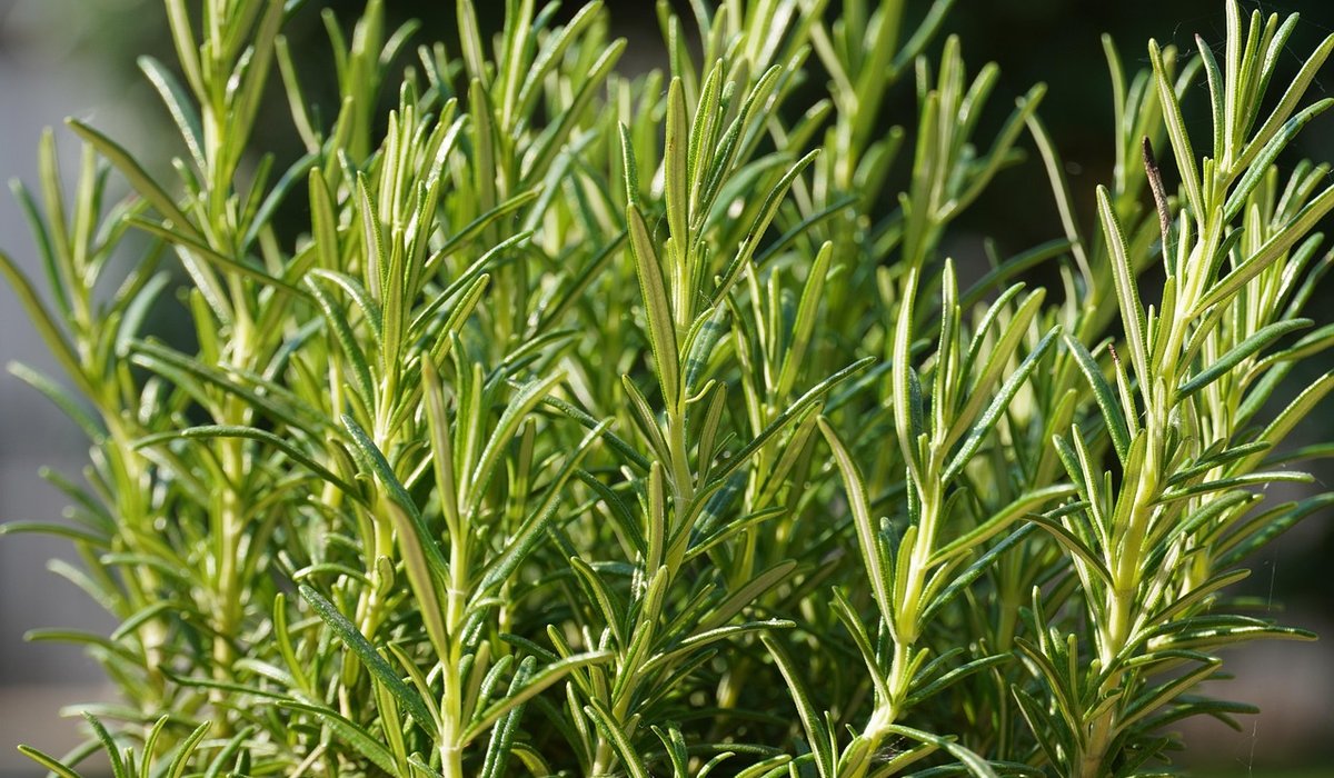 Infusing Olive Oil with Rosemary and Lemon Zest